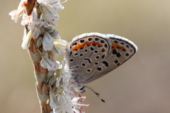 Euphilotes spaldingi