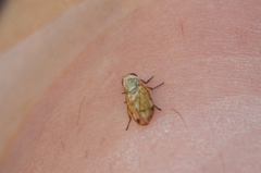 Otitinae
