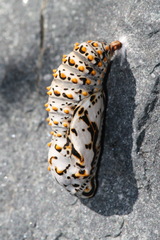 Euphydryas chalcedona klotsi