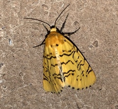 Chrysoecia atrolinea