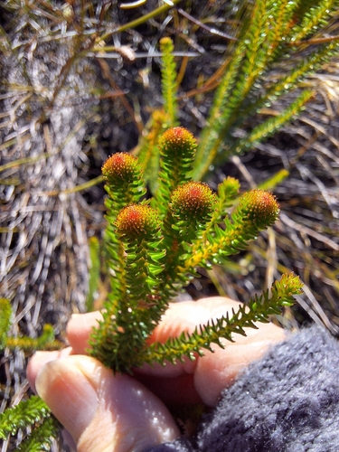 Berzelia ecklonii (Berzelia ecklonii)