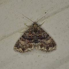 Metalectra richardsi