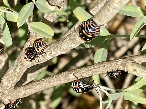 iNaturalist observation photo of Harlequin Bug