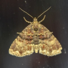 Metalectra richardsi