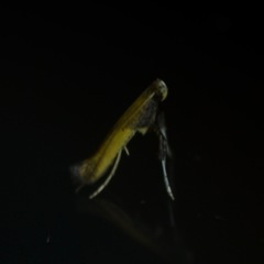 Caloptilia azaleella