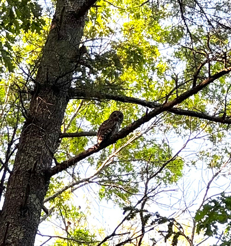 View observation of {o.common_name} on iNaturalist