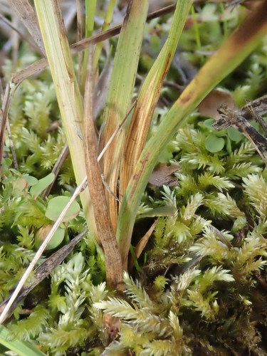Image of Juncus covillei by (c) Nolan Exe, some rights reserved (CC BY)