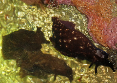 Aplysia depilans