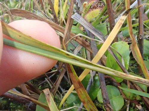 Image of Juncus covillei by (c) Nolan Exe, some rights reserved (CC BY)