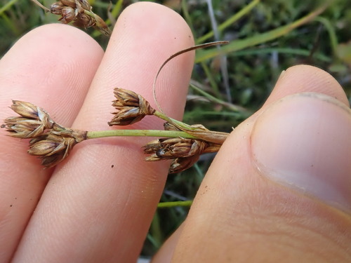 Coville's rush (Juncus covillei)
