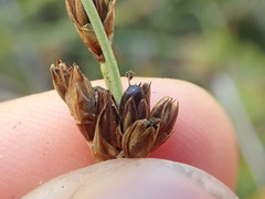 Juncus covillei