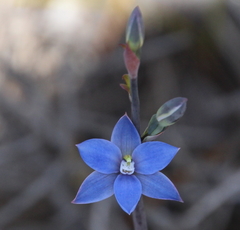 Thelymitra aemula