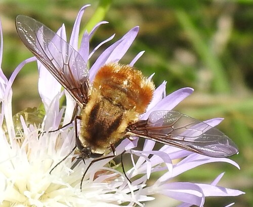 Bombylius mexicanus photo 4