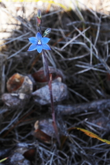 Thelymitra aemula
