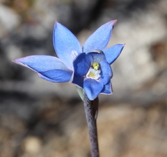 Thelymitra aemula