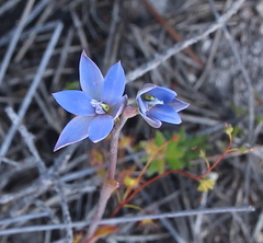 Thelymitra aemula