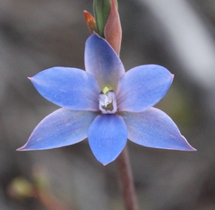 Thelymitra aemula