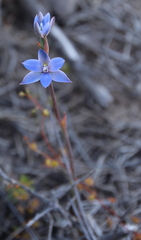 Thelymitra aemula