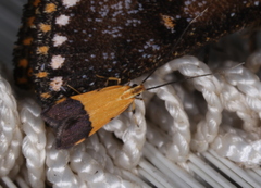 Crocanthes micradelpha