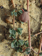 Seetzenia lanata
