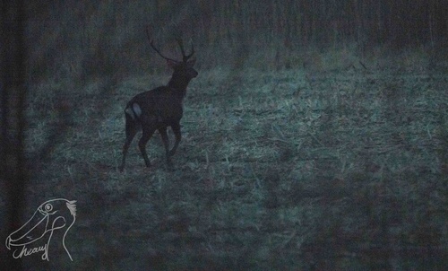 Sika Deer