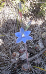 Thelymitra aemula