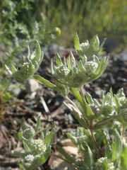 Psilocarphus elatior