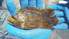 Lobotes surinamensis