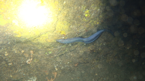 Conger eel (Conger triporiceps) — Congridae