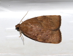 Austrocarea iocephala