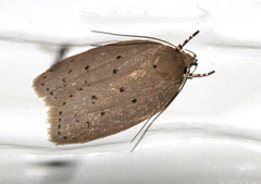 Ironopolia sobriella