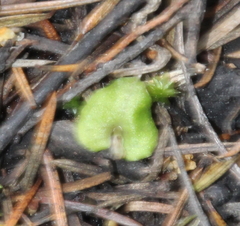Corybas cheesemanii