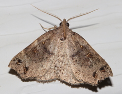 Lithilaria proestans