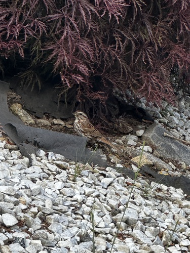 Song Sparrow