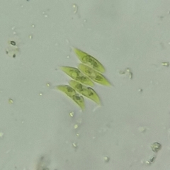 Tetradesmus dimorphus