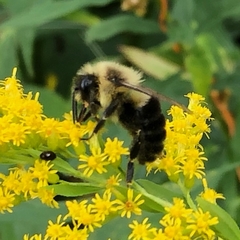 Bombus impatiens