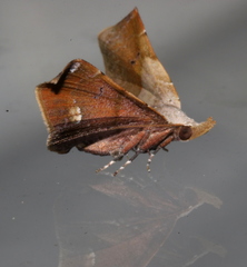 Esthlodora versicolor