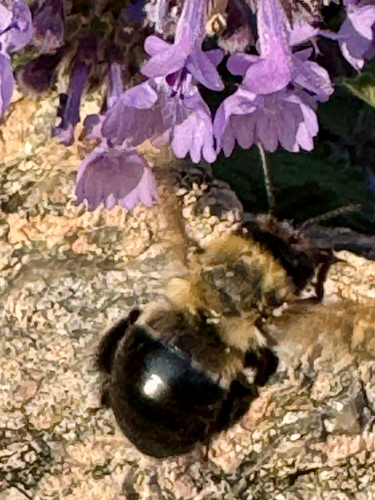Blueberry Digger Bee (Habropoda laboriosa), a species recorded in Florida