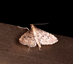 Metasia capnochroa