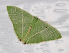 Urolitha bipunctifera