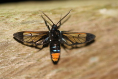 Gymnelia
