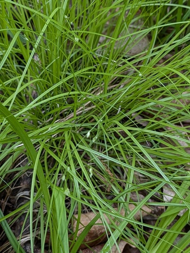 Carex remotiuscula iNat (2)
