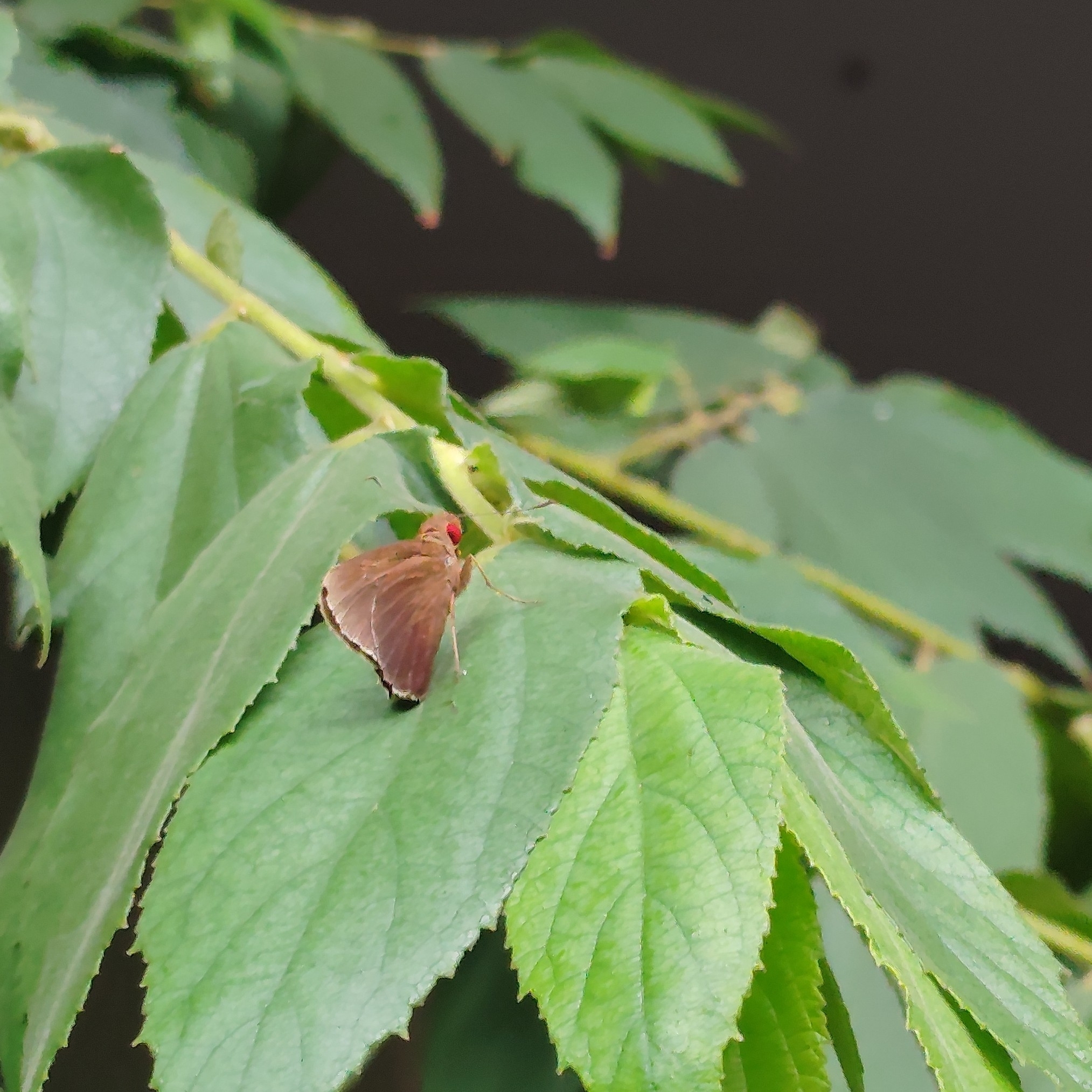 Common Branded Redeye