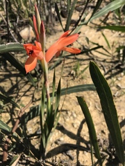 Watsonia spectabilis