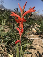 Watsonia spectabilis