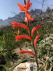 Watsonia spectabilis