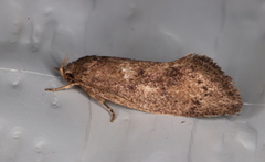 Syncometes vilis