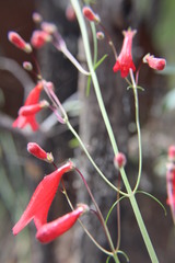 Penstemon wislizeni