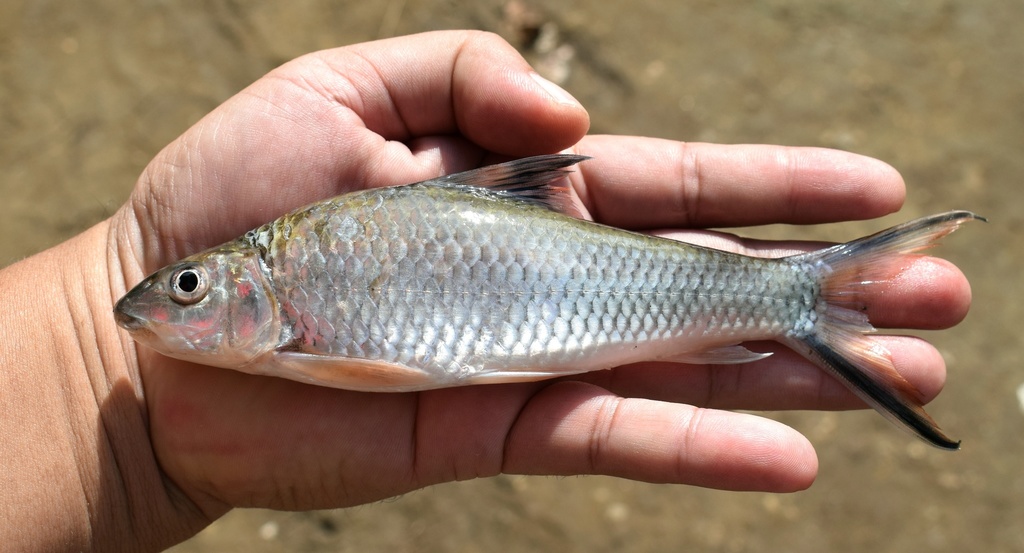 Barbichthys