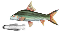 Sucker Barb photo 4